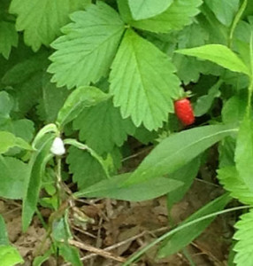 wild strawberries.