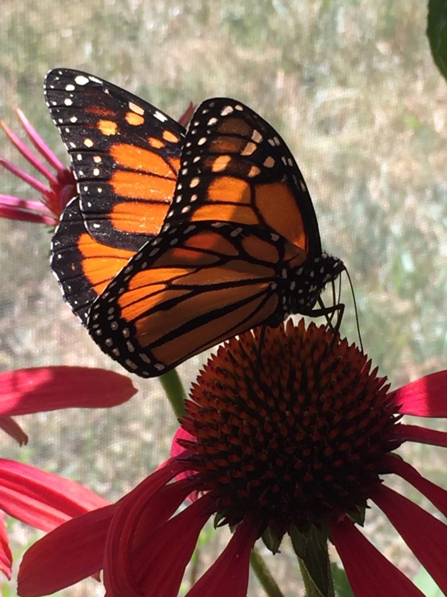 Monarch butterfly.